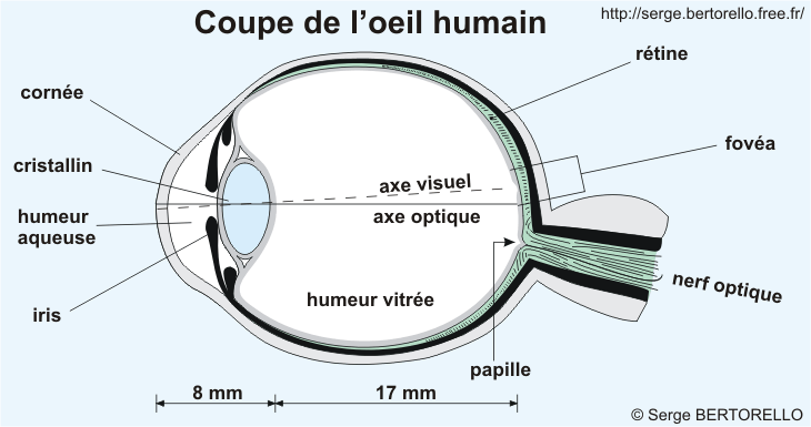 L'œil humain vu en coupe